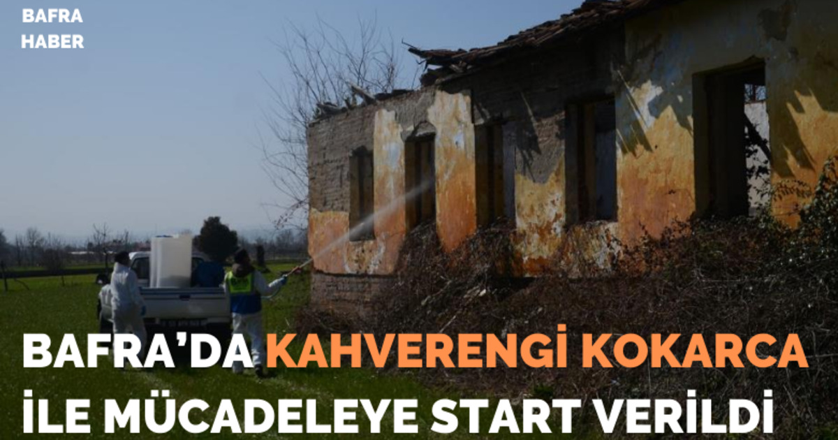 Bafra’da kahverengi kokarca ile mücadeleye start verildi