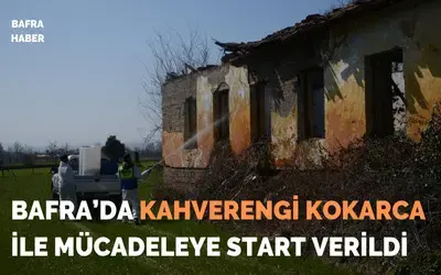 Bafra’da kahverengi kokarca ile mücadeleye start verildi