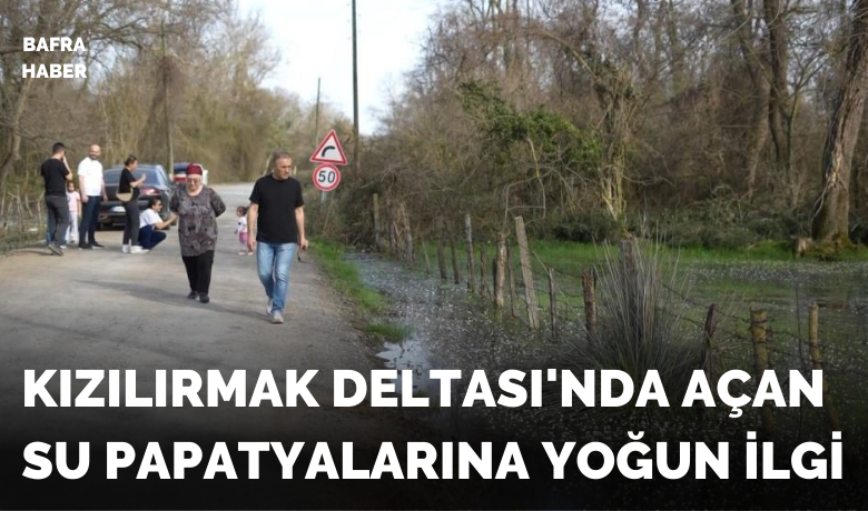 Kızılırmak Deltası’nda açansu papatyalarına yoğun ilgi