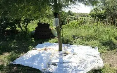 Kahverengi kokarcada cezbet-öldür yöntemi ile mücadele: "Kışlaklardan çıkışta kahverengi kokarcanın yönünü siz belirleyin"
