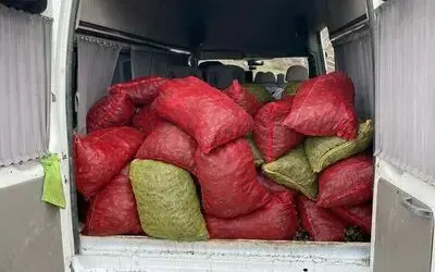 Samsun’da 2 ton kaçak midye ele geçirildi
