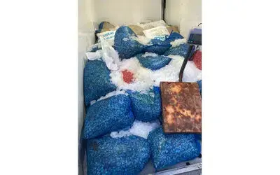 Samsun’da 1,5 ton kaçak midye ele geçirildi
