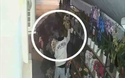 Çiçekçiden 5 bin liralık çiçek çalan hırsız güvenlik kamerasına yakalandı
