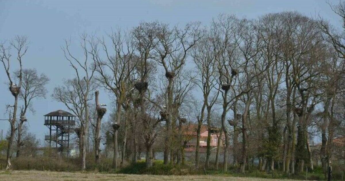 Apartmanı andıran ‘Leylek Ormanı’ şenlendi