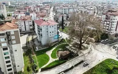 6 asırlık ağaç ve değirmen Çarşamba’nın merkezini süslüyor
