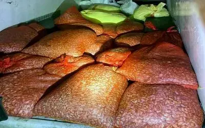 Samsun’da kaçak avlanan 1 ton midye denize geri bırakıldı
