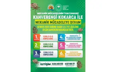 Kahverengi kokarca getir, ödülü götür
