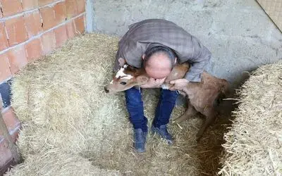 Buzağı, ön ayakları olmadan doğdu