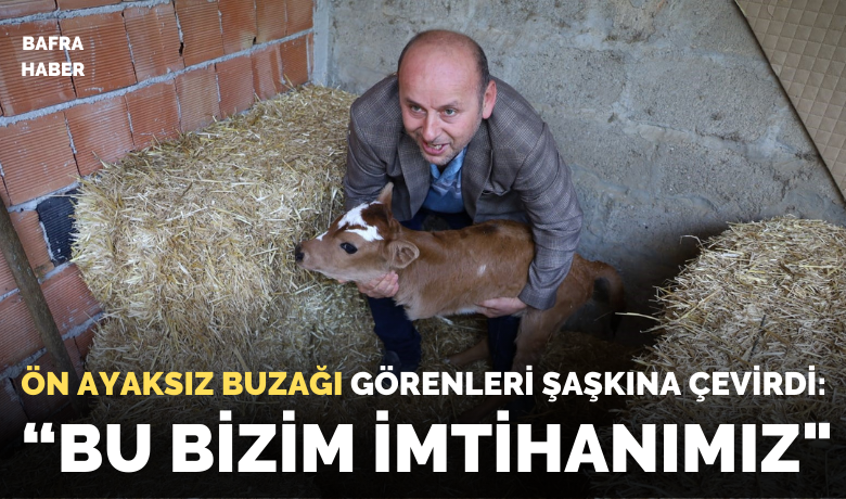 Buzağı, ön ayakları olmadan doğdu