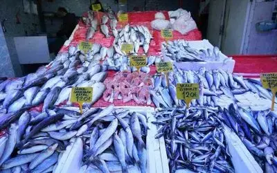 Soğuk havalar balıkçılara yaradı
