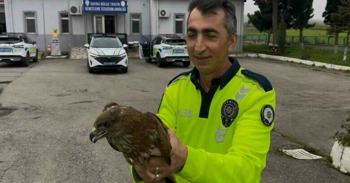 Polisin bulduğu yaralı halde bulduğu doğan koruma altına alındı