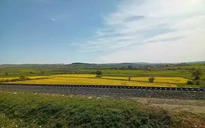 Samsun’da kanola güzelliği
