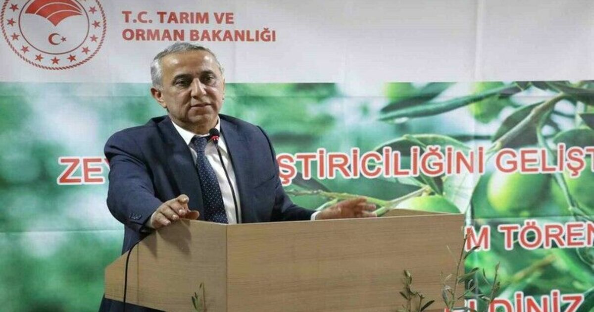 Samsun’da zeytin yetiştiriciliği yeniden canlanıyor