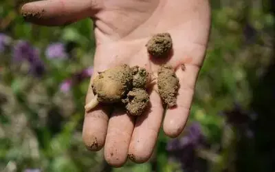 ’Topraktaki altın’ salep: Kilosu 3 bin TL, 1 dönümden 2,5 milyon TL gelir