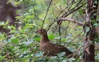 Kahverengi kokarcaya karşı sülün
