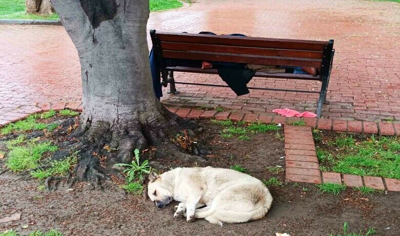 Köpeğin sadakati: Banktauyuyan adamı yalnız bırakmadı - Samsun’da, bankta uyuyan bir adamın başından ayrılmayan köpek, görenlere duygusal anlar yaşattı.