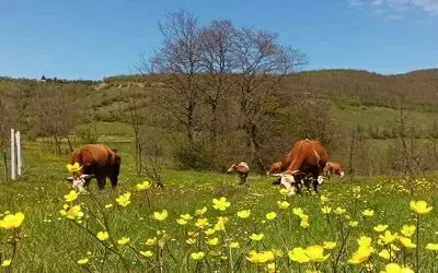 Yurt içi hayvan nakillerine yeni düzenleme
