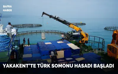 Samsun’da Türk somonu hasadı başladı