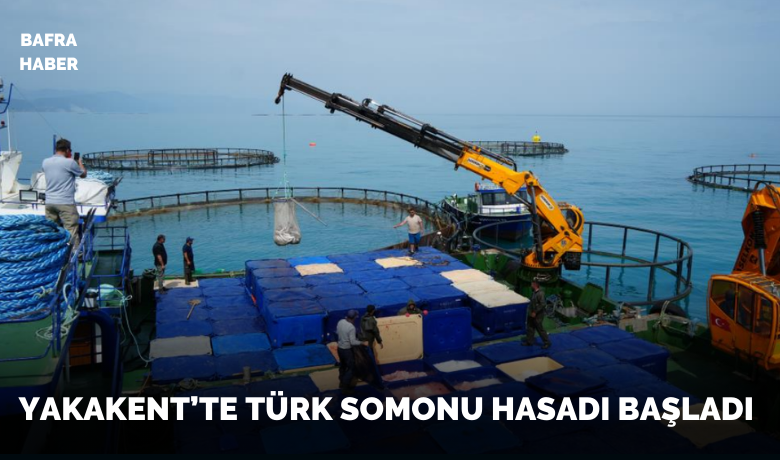 Samsun’da Türk somonu hasadı başladı