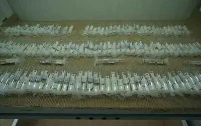 Kahverengi kokarcaya karşı biyolojik savaşta merkez Samsun: 750 bin ’samuray arısı’ üretiliyor
