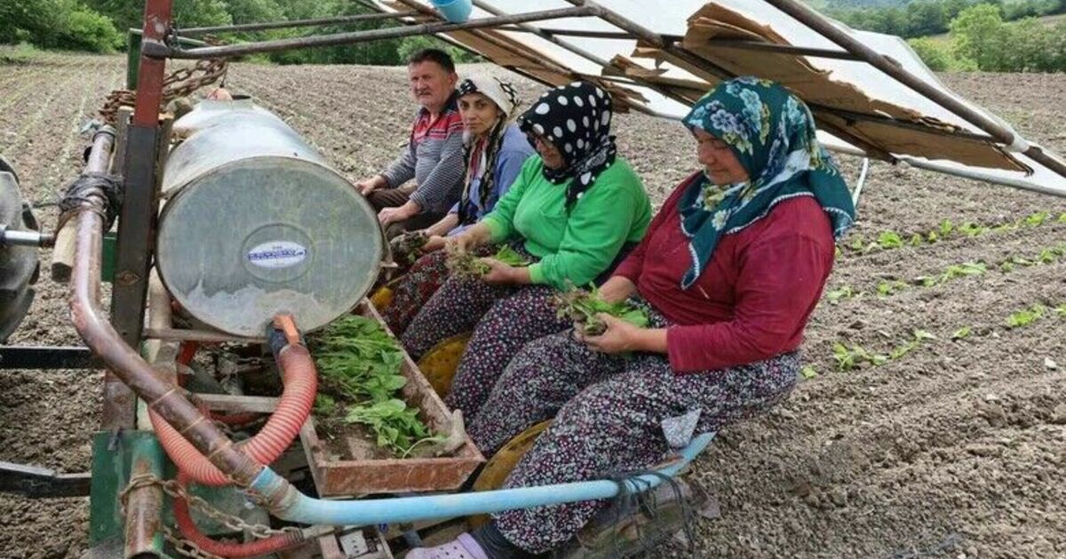 Tütün fideleri toprakla buluşmaya başladı

