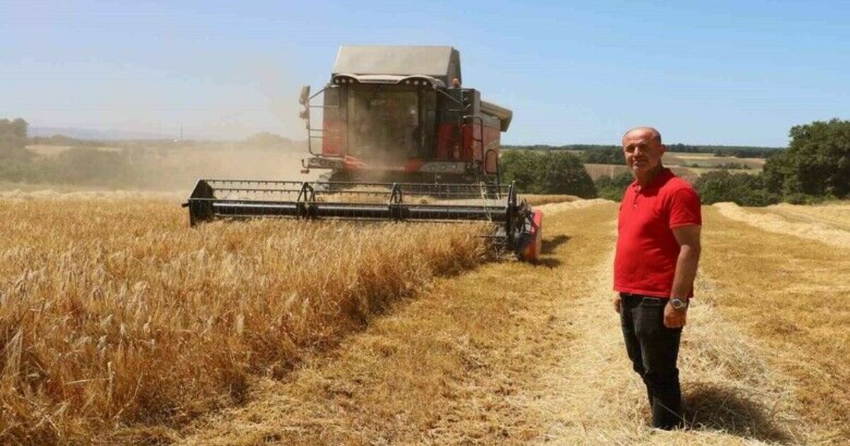 Bafra Ovası’nda hasat başladı: "Buğdaydan önce umutları biçiyoruz"