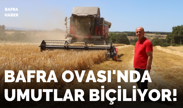 Bafra Ovası’nda hasat başladı:"Buğdaydan önce umutları biçiyoruz"