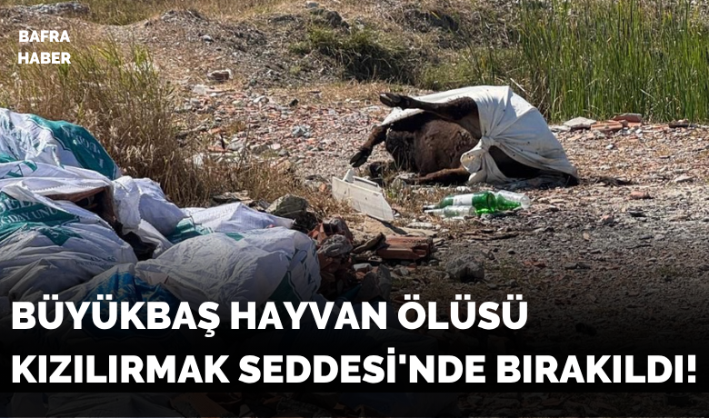 Kızılırmak Seddesi'ne Bırakılan Hayvan Ölüsü Tehlike Saçıyor