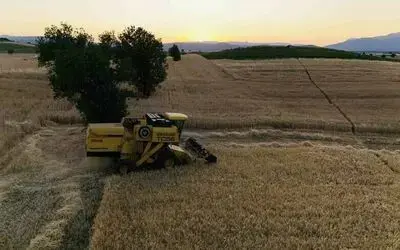 Vezirköprü’de buğday hasadı başladı
