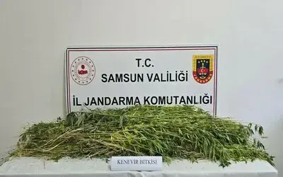 Samsun’da 5 bin 608 kök kenevir bitkisi ele geçirildi
