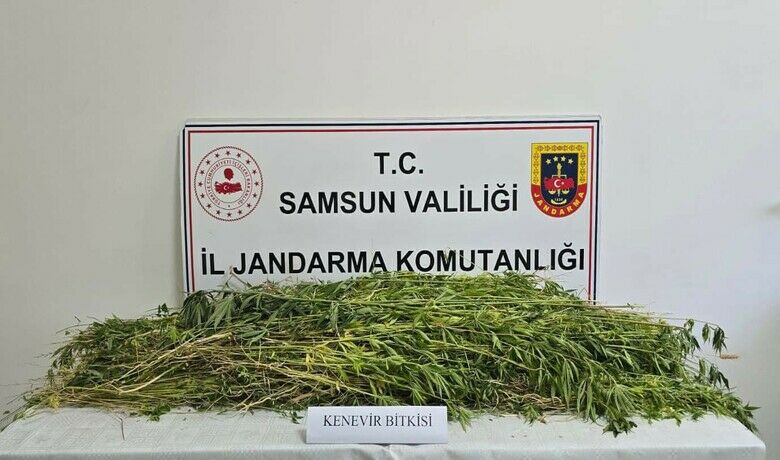 Samsun’da 5 bin 608 kök kenevir bitkisi ele geçirildi
