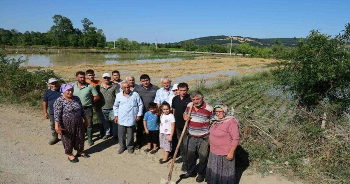 Bafra’da su kanalı taştı, mahsuller sular altında: Üreticiler tepkili