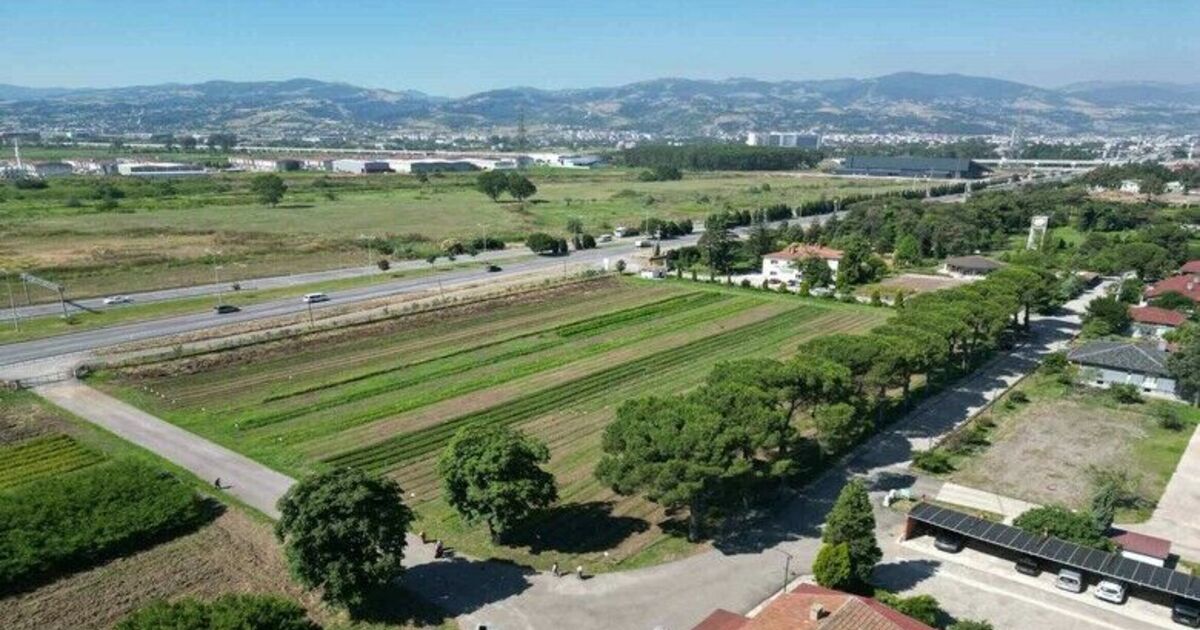 Karadeniz’in en büyük fidanlığı, yangın bölgelerine on binlerce fidan göndermeye hazır
