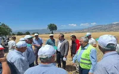 Vezirköprü’de kanola hasadı başladı
