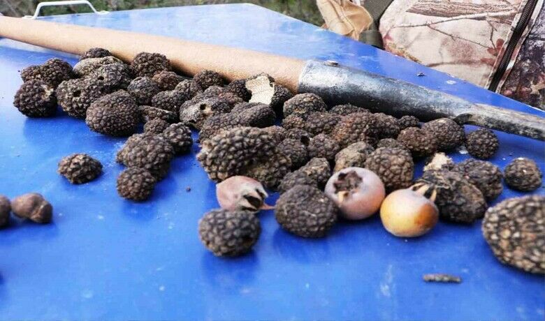 Defne, kestane ve trüf mantarıorman köylüsüne gelir kapısı oluyor - Samsun’da ormanlık bölgede yaşayan çiftçiler, tıbbi ve aromatik bitki üretiminin yanı sıra kestane, defne yaprağı ve trüf mantarı toplayarak ekonomiye kazandırıyor.