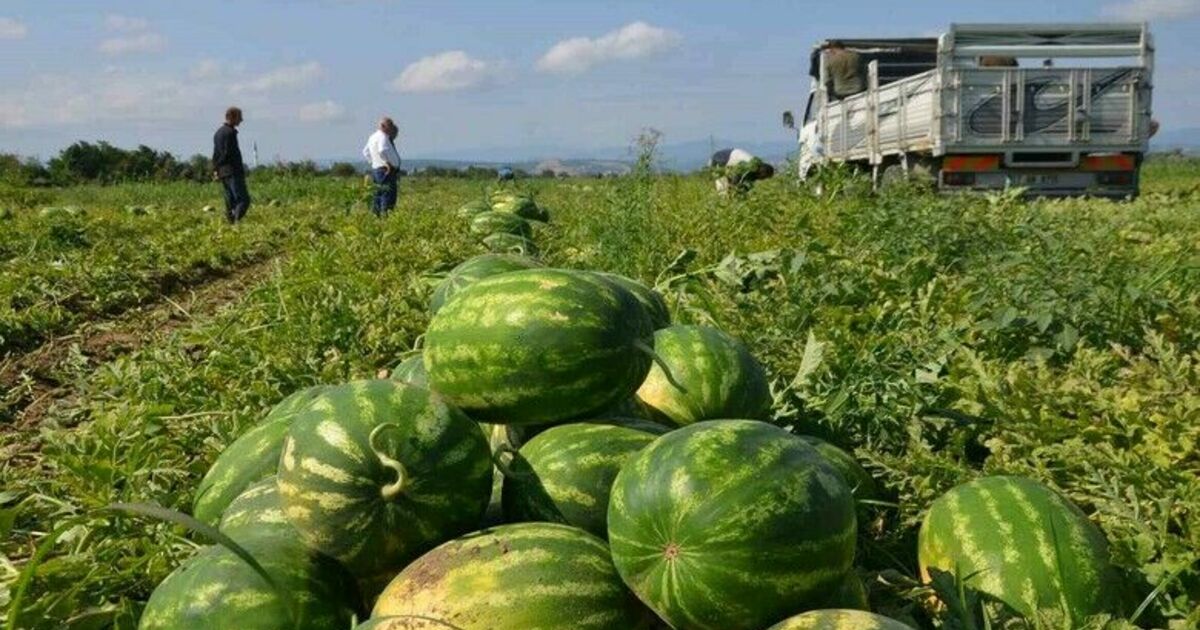 Bafra Ovası’nda karpuz hasadı başladı