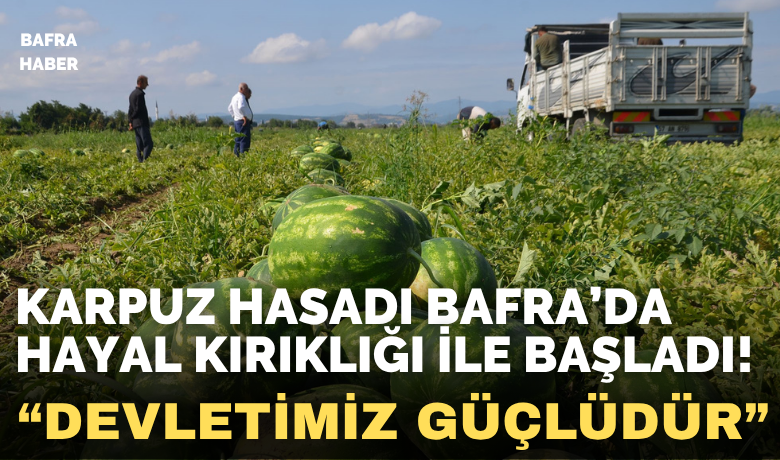 Bafra Ovası’nda karpuz hasadı başladı