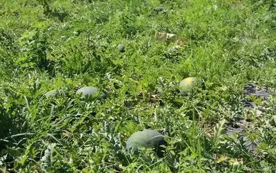 Baldan tatlı Süheyla kavunu yüz güldürdü
