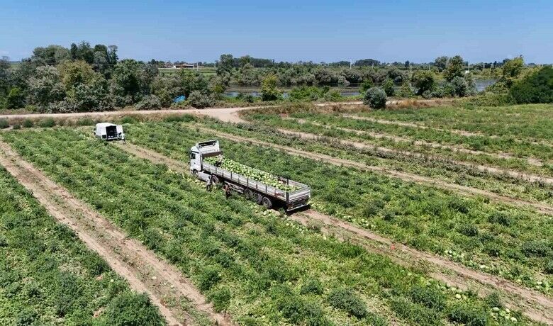 Bafra Ovası’nda kavun ve karpuz hasadı hız kazandı - Samsun’un Bafra Ovası’nda 15 bin dekarlık alanda kavun ve karpuz hasadı tüm hızıyla sürüyor. Sezon açılışına göre kavunun fiyatı düşerken, karpuzda ise fiyat artışı devam ediyor.