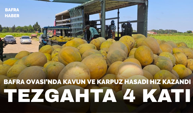 Bafra Ovası’nda kavun ve karpuz hasadı hız kazandı