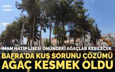 Bafra Anadolu İmam Hatip Lisesi Önündeki Ağaçlar Kesilecek