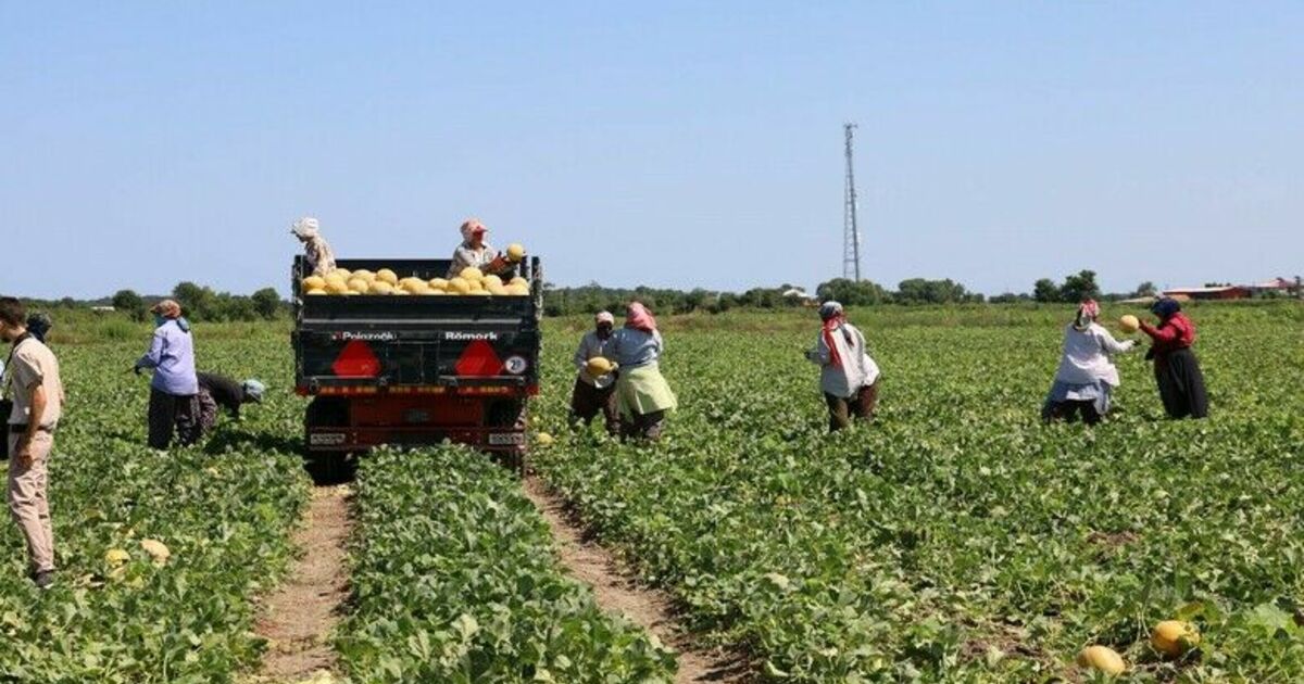 Tarımda planlama eksikliği fiyatları vurdu: Karpuz tarlada 2, markette 8,5 TL