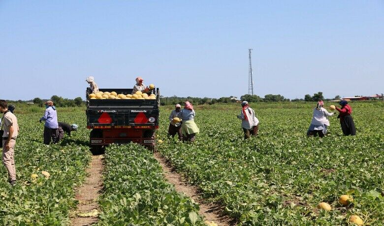 Tarımda planlama eksikliği fiyatları vurdu:Karpuz tarlada 2, markette 8,5 TL - Türkiye’de tarım sektöründe yaşanan arz-talep dengesizliği, bu yıl Samsun’un Bafra Ovası’nda kavun ve karpuz üreticilerini olumsuz etkiledi. Geçen yıl iyi kazandıran ürünlere yönelim, bu yıl aşırı üretime ve fiyat düşüşlerine neden oldu.