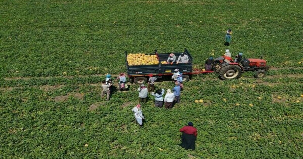 Kadın işçiler ekmek parasını topraktan çıkarıyor
