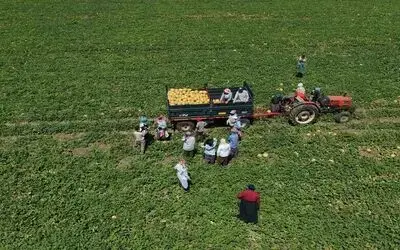 Kadın işçiler ekmek parasını topraktan çıkarıyor