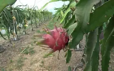 Ejder meyvesi hasadı yüzleri güldürdü
