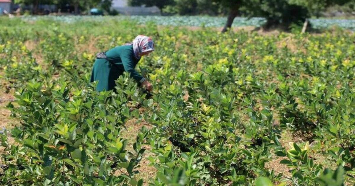 Bafra Ovası’nda aronya üretimi yaygınlaşıyor