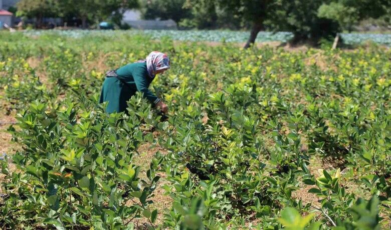 Bafra Ovası’nda aronya üretimi yaygınlaşıyor - Samsun’un bereketli topraklarıyla bilinen Bafra Ovası’nda aronya üretimi son yıllarda dikkat çekici şekilde artıyor.