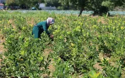 Bafra Ovası’nda aronya üretimi yaygınlaşıyor