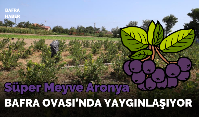 Bafra Ovası’nda aronya üretimi yaygınlaşıyor